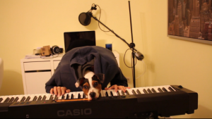 Собака играет на пианино Яна Тирсена и Карвеаса. Приколы с собаками 2015