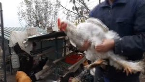 Отбор петухов  Выбор петуха Основные правила