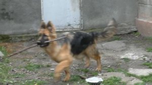 Зайка Гранд. Щенок длинношерстной немецкой овчарки 7 мес. Puppy German Shepherd 7 months.??