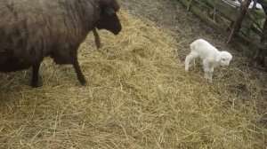 Овцы и ягнята