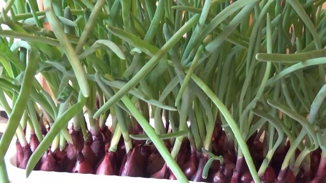 Способ посадки лука на зелень Удобно Просто Недорого смотреть онлайн