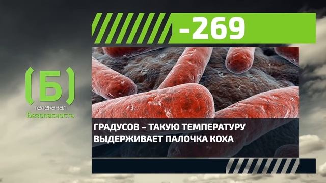 При какой температуре выживает палочка Коха, вызывающая туберкулез? смотреть онлайн