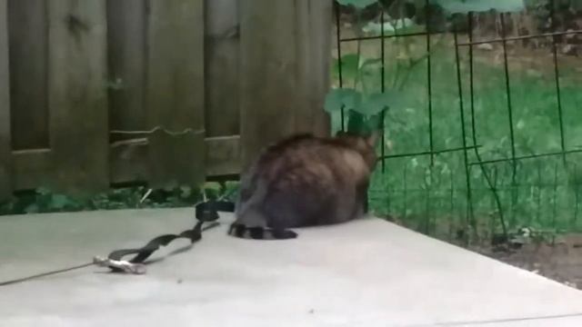 The Felis Domesticus exhibiting her daily Feline behavior. смотреть онлайн