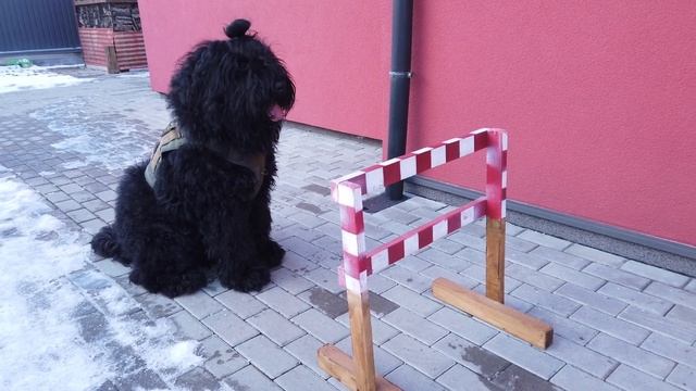 Русский черный терьер. Тренировка. смотреть онлайн