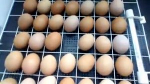 Инкубация куриных яиц 14-15 день./особенности инкубатора "несушка"