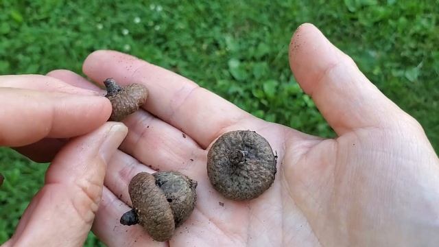 Quercus  rubra - red oak смотреть онлайн