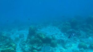 Сейшелы. Природа острова Праслин.