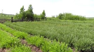 Расширение плантации ивы.