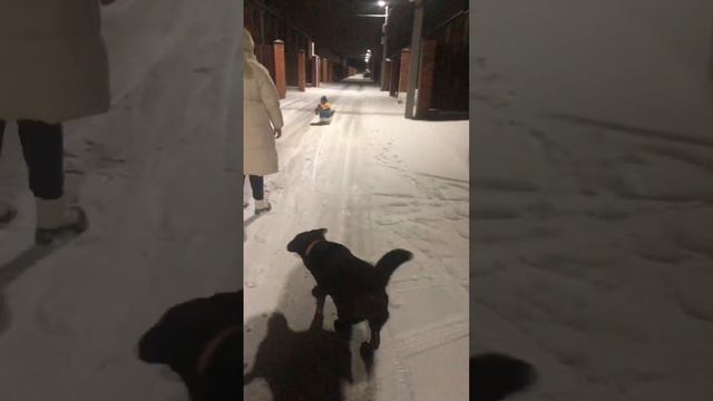 Самая быстрая собака #labrador #dog #doglover #dogs #family смотреть онлайн