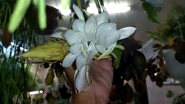 Про цветы. Эпифиллум и другие. Царица ночи.