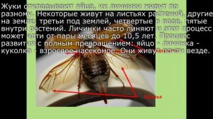 17. Отряды насекомых часть. 2. Биология 7 класс, Латюшин. Краткий пересказ.