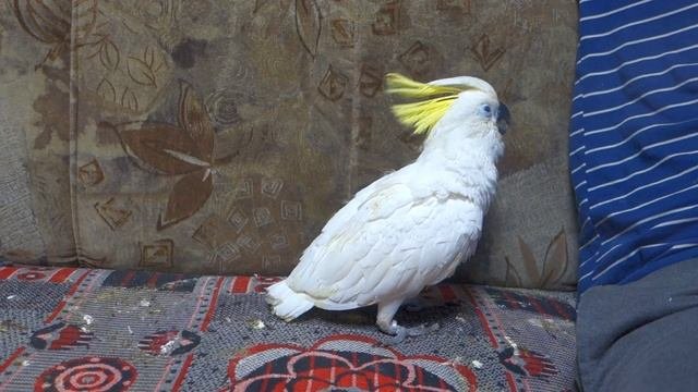 Птенец желтохохлого какаду осваивает новое жизненное пространство