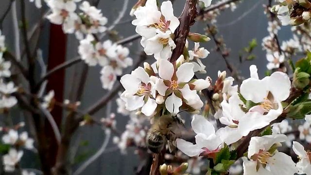 Как пчелы собирают нектар и пыльцу смотреть онлайн