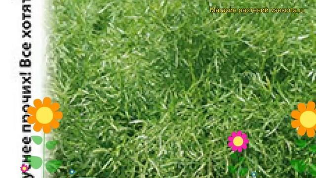 Кориандр Ажур (Кориандр). Краткий обзор: Кориандр Ажур описание характеристик, где купить, семена смотреть онлайн