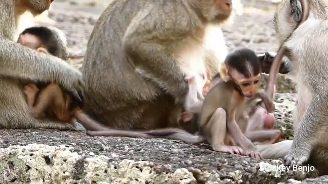 Please wait !! While finding extra milk, babies Mateo react and cries scare mom Maria leave him смотреть онлайн