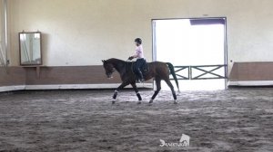 Под какую ногу облегчаться на рыси? Верховая езда. Конный спорт.