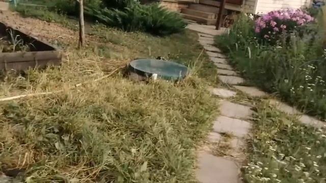 Маньчжурский и Грецкий орех в Подмосковье