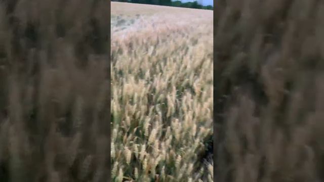 Пшеничка no till 70VS35 жнива наближаються! смотреть онлайн