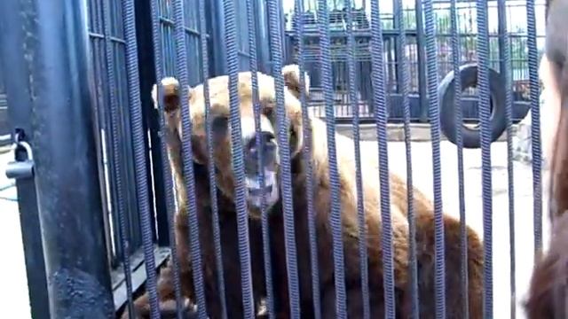 Кормление медведя смотреть онлайн