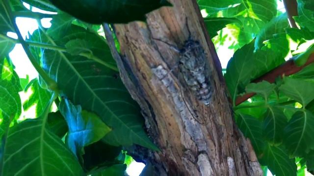 Звуки природы - крик цикады или пение цикады | The sounds of nature Scream of cicada, singing cicad