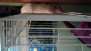 Как у меня появилась крыса