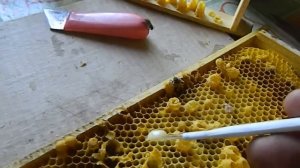 Любительский способ получения маточного молочка