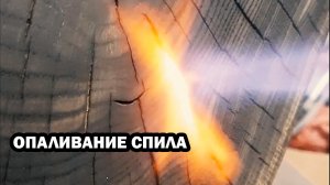 ОПАЛИВАЮ СПИЛ ДУБА