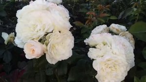 Вечерняя съемка розы Кейра-срезочный сорт