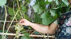 ВИНОГРАД КОДРЯНКА КАК ПОДВОЙ ПРИВИЛ ПЯТЬ РАЗНЫХ Г.Ф. НА ОДИН КУСТ