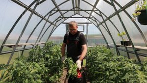 Уход за помидорами в теплице