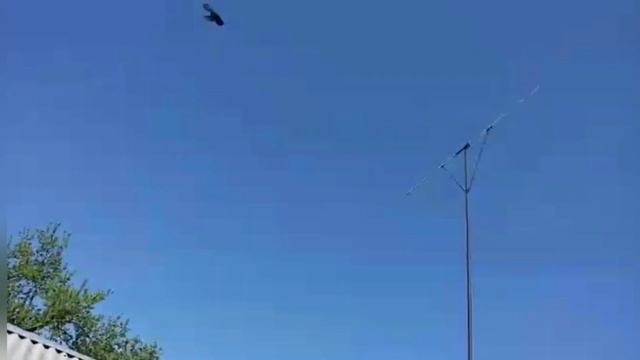 Самые красивые голуби! Г. Горловка!