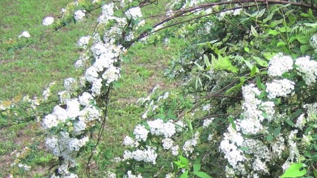 Bridal Wreath Spirea For Sale $12.99 смотреть онлайн