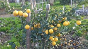 #exotic #citrus  #newzeland Новозеландское лимонадное дерево