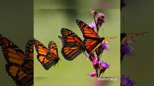 Дилфуза Каримова Ю Усмонованинг Болалигим кушиги