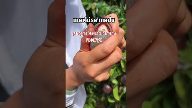 Strategi Sukses Budidaya Markisa Madu