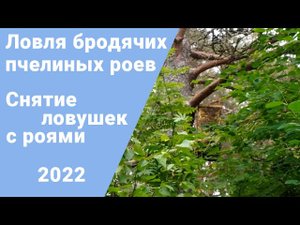 Ловля пчелиных роев. Снятие ловушек с роями.
