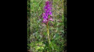 Ятрышник мужской  Orchis mascula