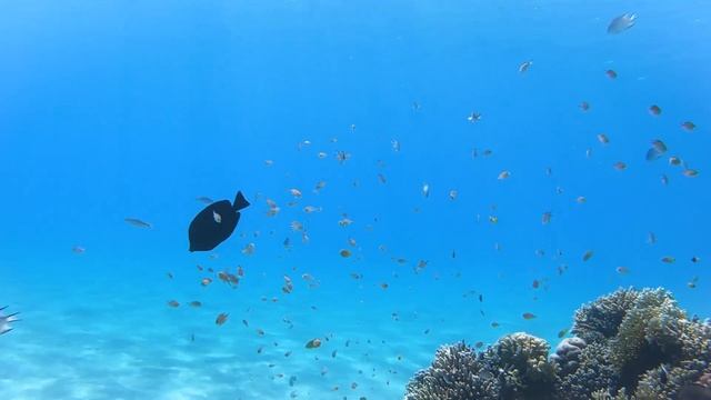 Риф отеля Novotel Beach Шарм-Эль-Шейх смотреть онлайн