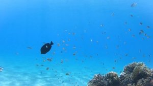 Риф отеля Novotel Beach Шарм-Эль-Шейх