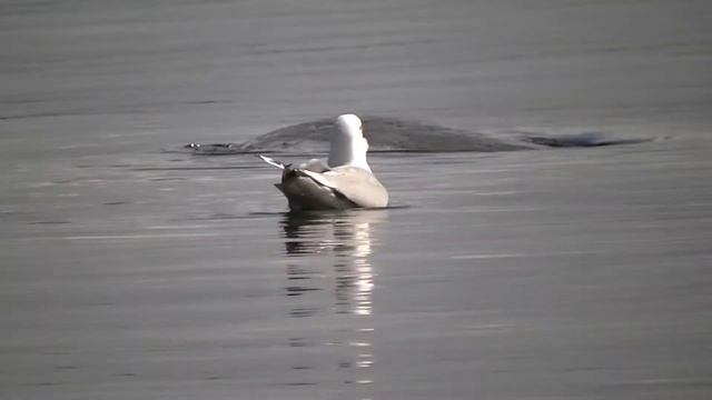 Карелия. Сегежа. Чайка плавает. смотреть онлайн