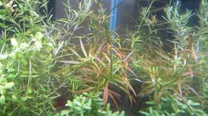 Борюсь с водорослями в аквариуме, перекись, спирогира, gda, налет на стенках.