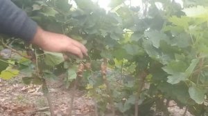 Привитые саженцы винограда из питомника "Виноград-Одесса" (Nursery of grafted grapes)