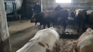 Как мы выводим быков на забой
