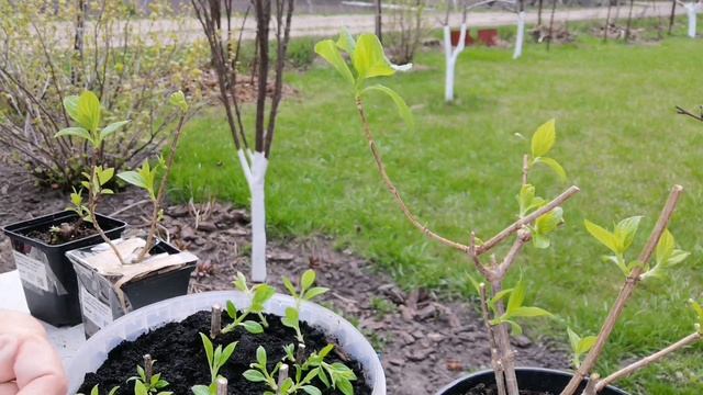 Черенкование метельчатой гортензии весной. Размножение Ванила Фрайз.