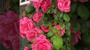 Египет • Каир