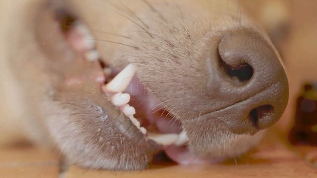 Почему собакам и другим животным нельзя есть шоколад? Никогда не давайте это вашим питомцам! смотреть онлайн