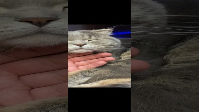 Пуша отдыхает / Pusha is resting