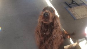 Ирландский сеттер. Пытаемся говорить.