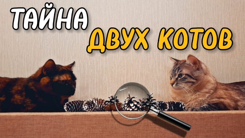 Тайна Двух Котов: Шишки