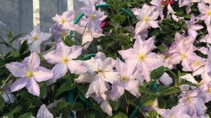 Мои Клематисы.